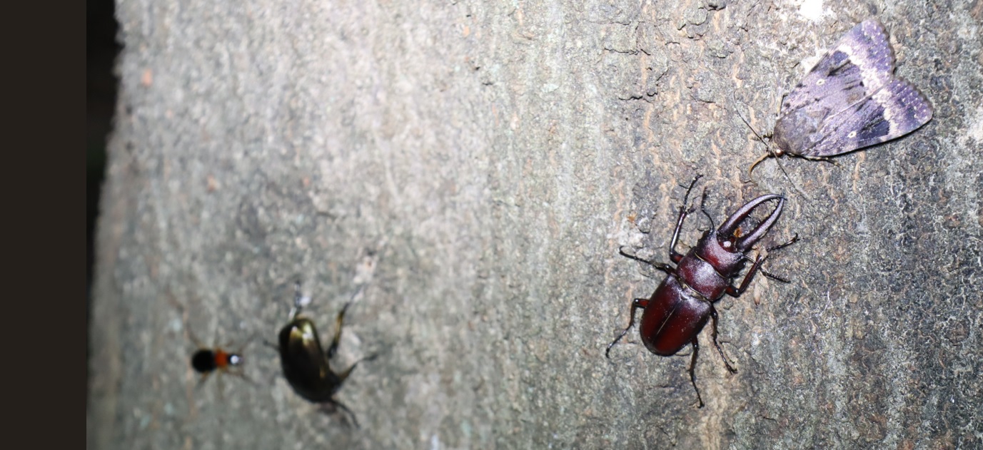 ノコギリクワガタ♂、カナブン _シラカシ_2023年6月20日19時55分気温21.2度